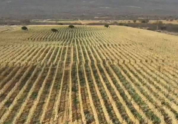 Plantação de maconha de quase 40 mil metros quadrados é localizada no interior da Bahia