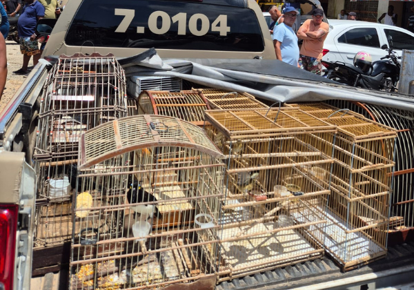 Mais de 100 aves silvestres são resgatadas em operação na RMS