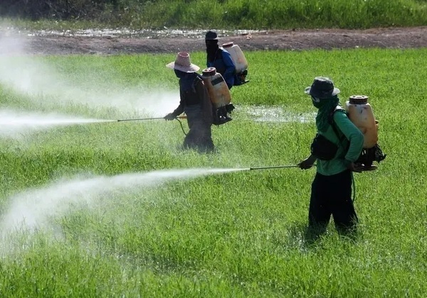 PCC movimenta R$ 20 bi por ano com esquema de agrotóxicos falsificados, diz MP