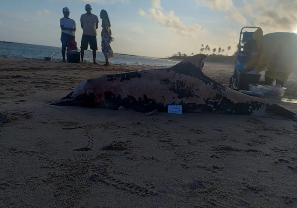 Golfinho é encontrado morto na praia de Itapuã, em Salvador