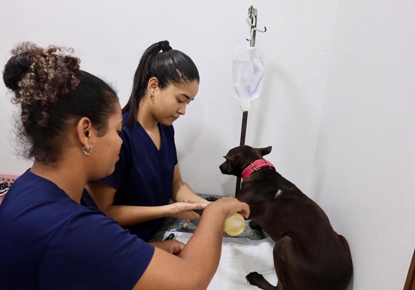 Estado inicia programa inédito de castração de cães com foco em bem-estar animal e proteção dos rebanhos
