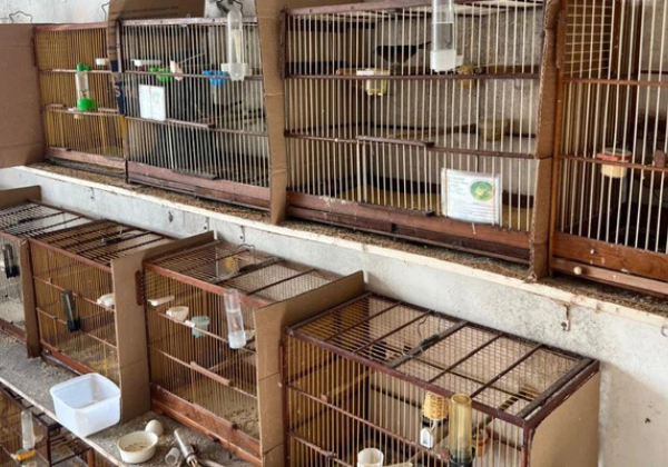 Maior traficante de aves do país e outras 23 pessoas são denunciadas pelo MP-BA