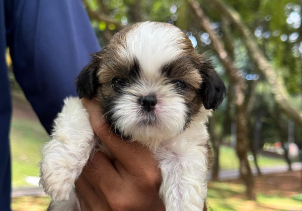 Salvador promove mutirão gratuito de vacinação V10 para cães no Parque da Cidade