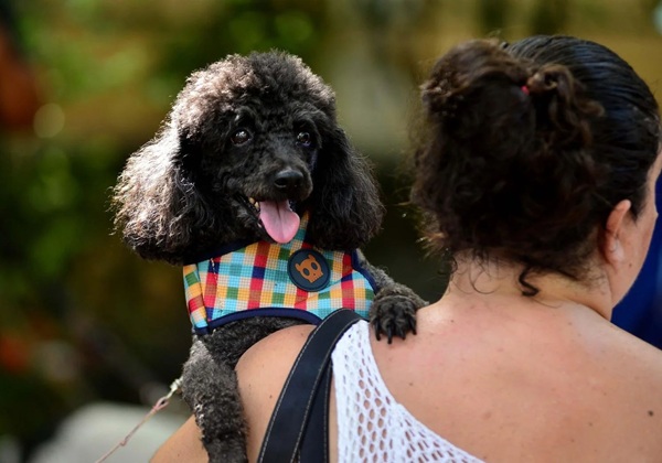 Município sanciona leis que criam cadastro protetor e garantem permanência de animais comunitários