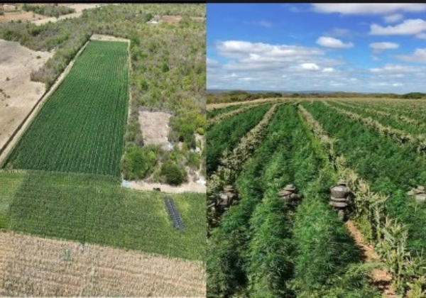 Mais de 200 mil pés de maconha são destruídos em zona rural na Bahia