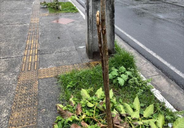 Prefeitura registra casos de vandalismo contra mudas na cidade; ação compromete arborização e prejudica bem-estar