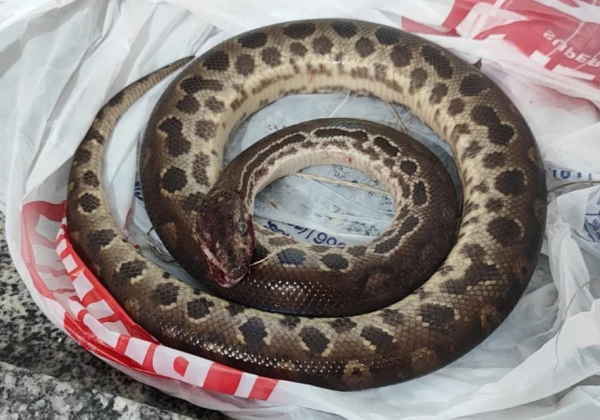 Homem briga com sucuri, morde o animal e acaba matando a cobra em São Paulo