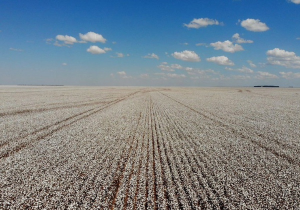 Após safra recorde em 2025, prognóstico aponta retração da produção de grãos na Bahia em 2026
