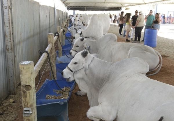 Agronegócio responde por R$ 32,5 bi do PIB baiano no 3º trimestre