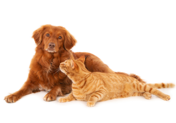 Câmara aprova projeto que autoriza entrada de animais de estimação em hospitais de Salvador