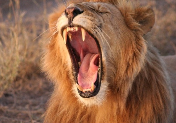 Liminar autoriza empresas a pagar dividendos após dezembro sem cobrança de IR