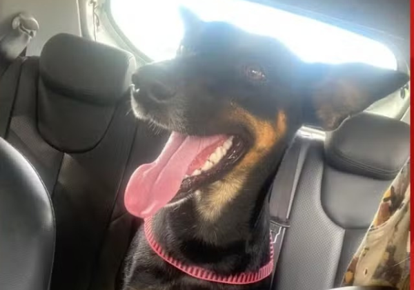 Cadela adotada por comunidade do Ifba é morta a tiros no Recôncavo