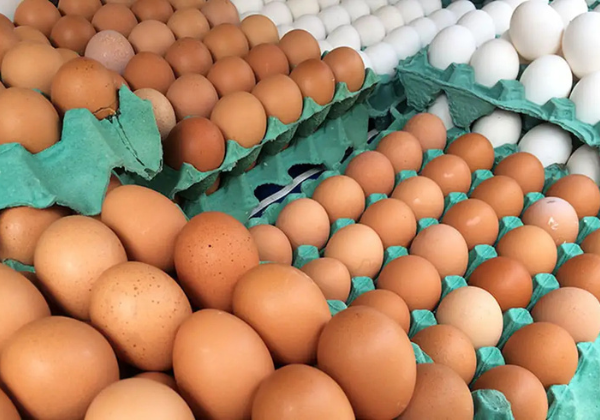 Bahia lidera avicultura no Nordeste com crescimento de 16,3% na produção de ovos