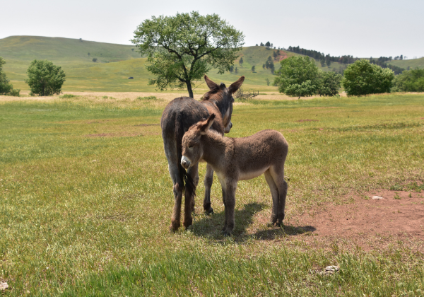 Leite de jumenta desponta como alternativa para saúde, cosméticos e renda no Nordeste