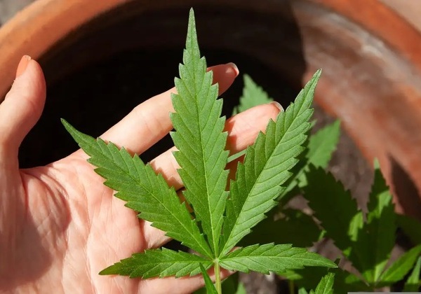 Anvisa discute regras para a produção de cannabis nesta quarta-feira (28)