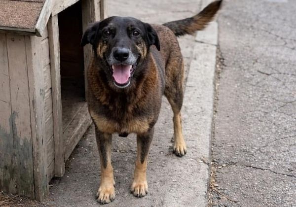Deputado apresenta PEC que reduz maioridade penal para crimes hediondos e contra animais