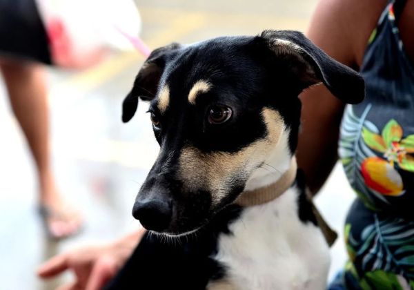 Lei organiza e regulamenta serviços para animais de pequeno porte em Salvador
