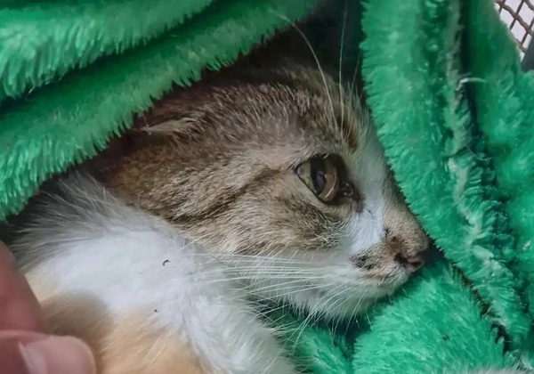 Mulher é presa após arremessar gata do 12º andar de prédio em Curitiba