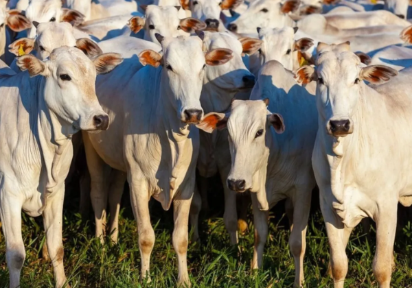 Preço do boi sobe na B3 e acumula quase 5% em fevereiro