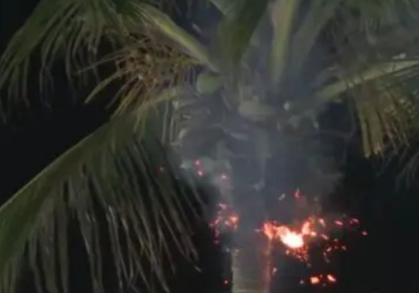 Princípio de incêndio atinge coqueiro durante passagem de trio na Barra