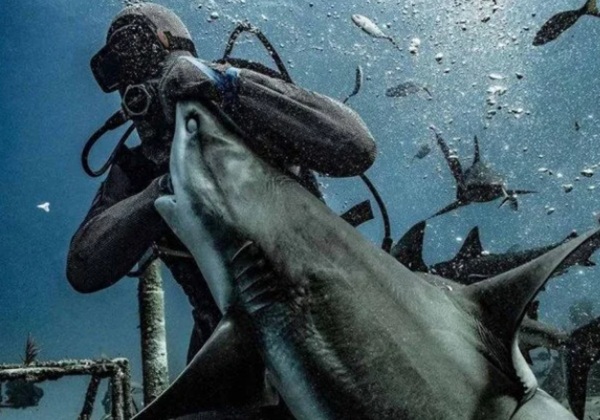 Tubarão Tigre morde flash de fotógrafo brasileiro nas Bahamas