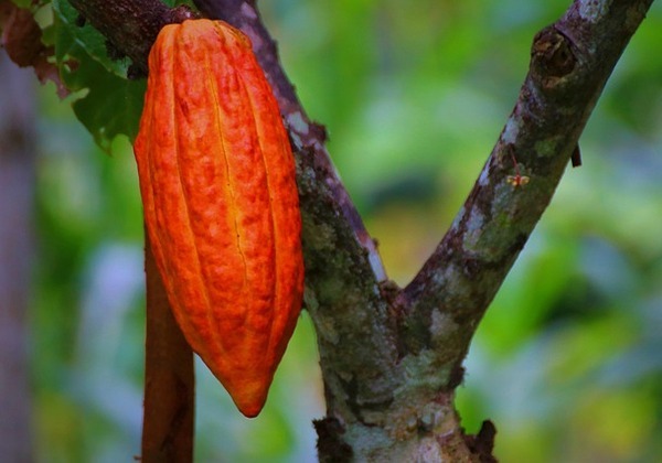 Governo federal suspende importação de cacau da Costa do Marfim
