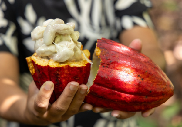 Ministério da Agricultura e Pecuária suspende importação de cacau da Costa do Marfim