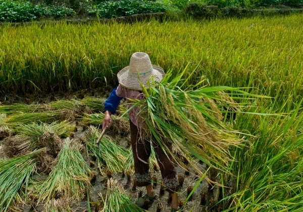 Brasil adere ao protocolo da Organização Internacional do Trabalho contra escravidão moderna