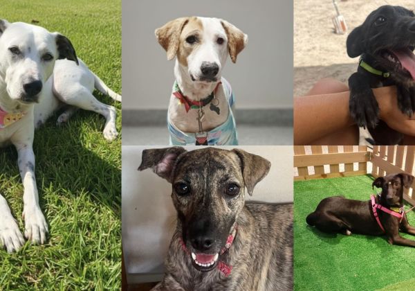 Lauro de Freitas tem sábado de adoção de animais, vacinação antirrábica gratuita e show de Pedro Pondé no mesmo dia