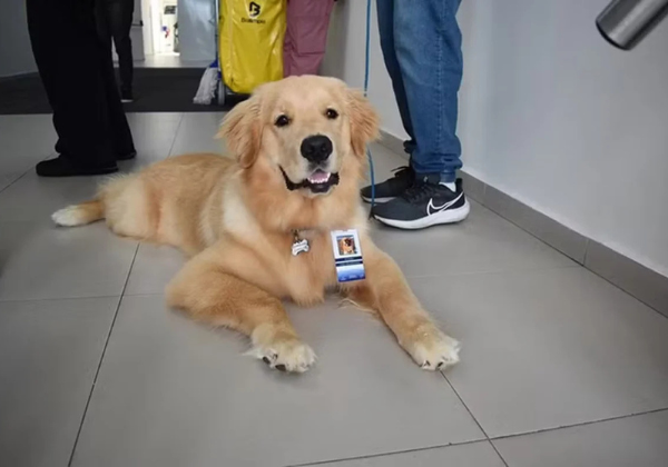 Bruno Reis sanciona lei que permite entrada de pets em hospitais de Salvador