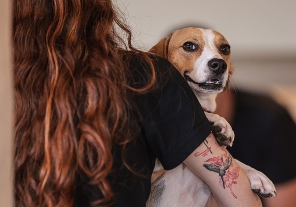 Governo sanciona lei que define normas para ‘guarda compartilhada’ de pets