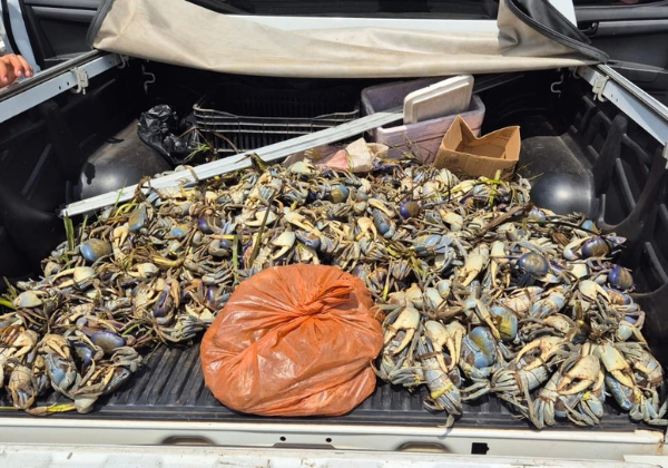 Operação resgata mais de 1,5 mil animais silvestres na Bahia