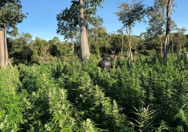 Operação localiza roça com cerca de 50 mil pés de maconha no oeste da Bahia