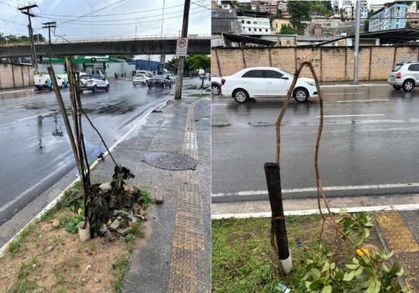 Vandalismo compromete plantio de mudas na capital; prefeitura fala em prejuízo de R$ 3 mi