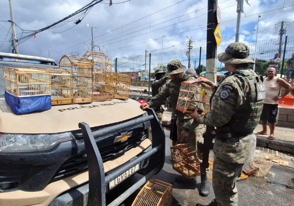 PM resgata 21 aves silvestres na Feira do Rolo, na Baixa do Fiscal