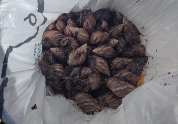 Prefeitura alerta para risco de doenças causadas pelo caramujo africano em Salvador