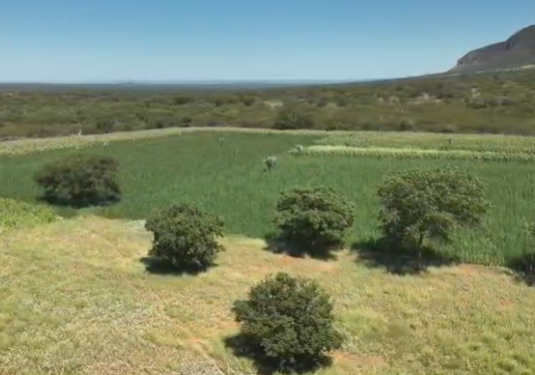 Polícia erradica 300 mil pés de maconha e prende casal na Chapada Diamantina