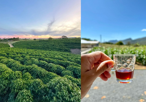 Roteiro turístico aposta em café especial e experiência imersivas no interior da Bahia