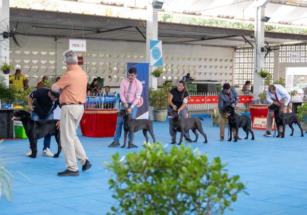 Lauro de Freitas recebe exposição canina com competição internacional e participação de crianças