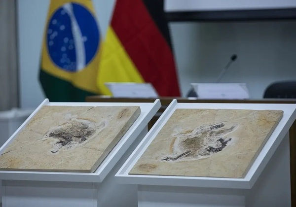 Brasil quer recuperar dinossauros e patrimônios que estão em 14 países