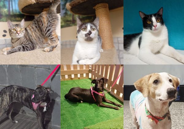 Entre patas e afeto: evento de adoção responsável pode transformar a vida de pets e famílias em Lauro de Freitas