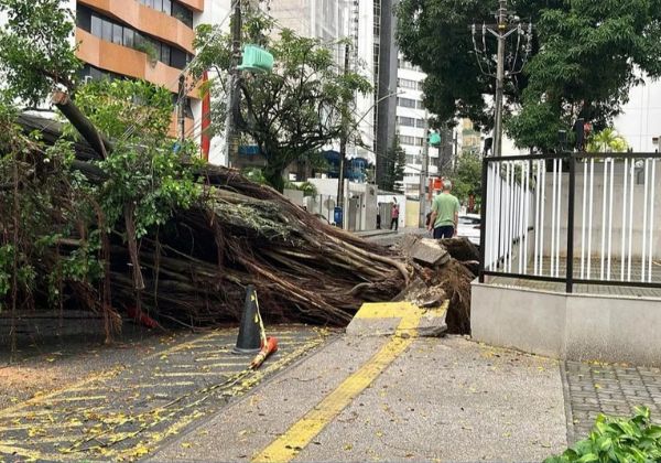 Árvore de grande porte cai na Graça durante chuvas e interdita via em Salvador