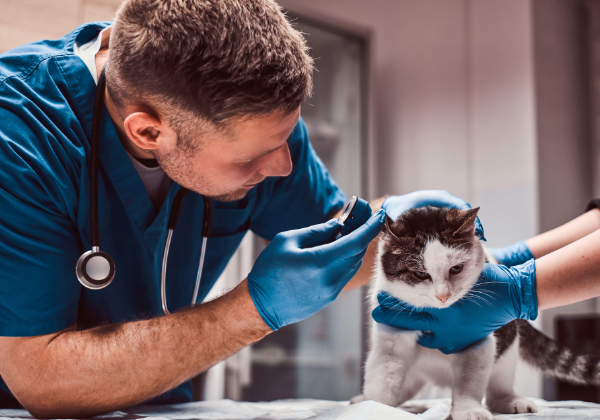 Lei torna crime exercício ilegal da medicina veterinária