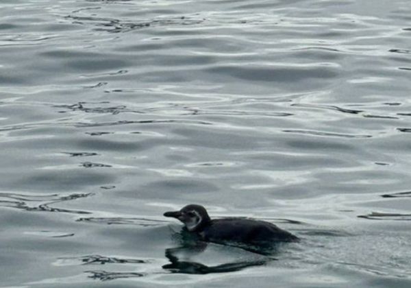 Pinguim é resgatado pela Codeba após aparecer em área portuária de Salvador