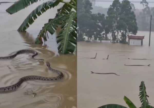 Vídeo: quase 900 cobras escapam de criadouro após enchentes no sul da China