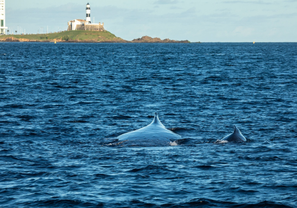 Temporada de jubartes começa na quarta (15) com ponto de observação no Farol da Barra 