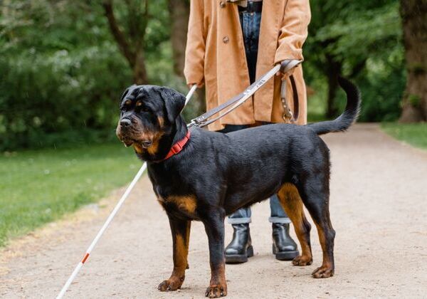 Prefeitura sanciona lei que permite entrada de cães de assistência em locais públicos e privados