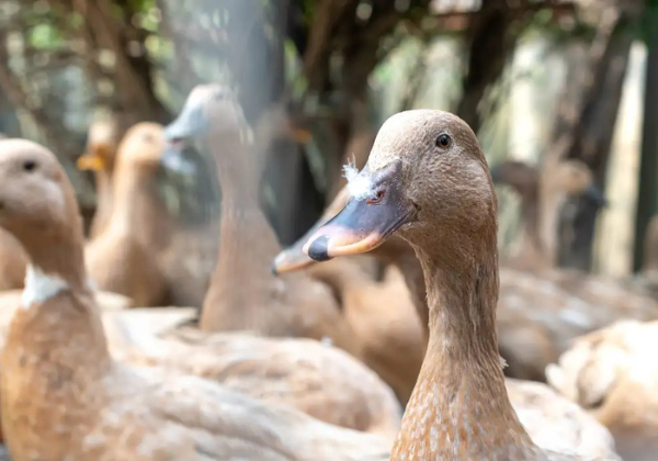 Brasil proíbe produção e venda de foie gras feito com alimentação forçada de animais