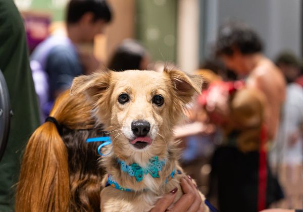 Lauro de Freitas ganha posto fixo de vacinação antirrábica gratuita para pets no Parque Shopping Bahia