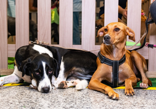 Feira de adoção de animais realiza 17ª edição em Lauro de Freitas neste sábado (29)